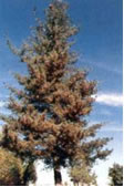 File:Idahostatetree.jpg