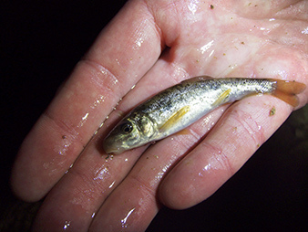 Second endangered fish species delisted due to recovery