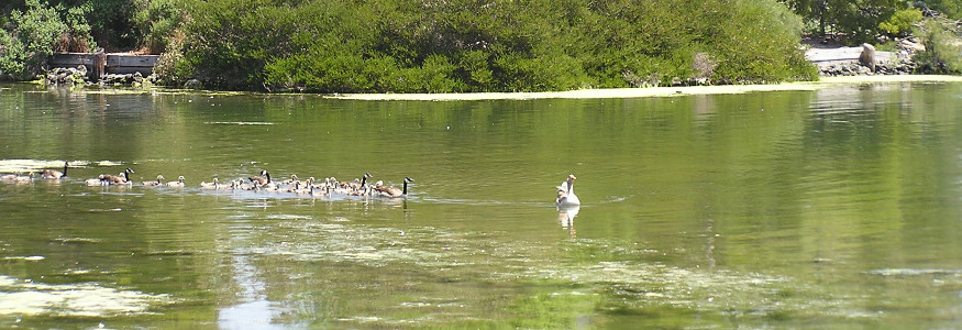 WetlandsImagePanorama.jpg