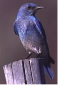 File:Idahostatebird.jpg