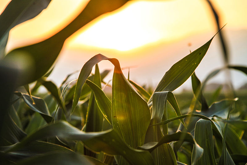 File:IA agriculture cornfield.jpg