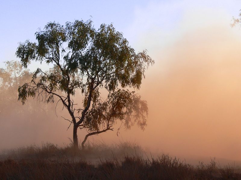File:AL-Alabama-tree-sunrise-fog.jpg