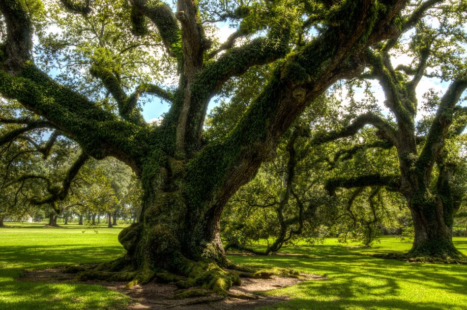 Louisiana elections, 2019 - Ballotpedia