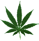 Marijuana on the ballot