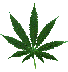 Used by {{Marijuana }} (larger)
