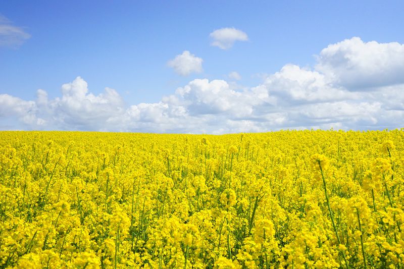 File:Field-of-blutenmeer-yellow-46164.jpeg