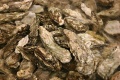Thumbnail for version as of 18:51, 26 August 2011