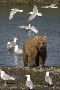 Alaskan Wildlife.jpg