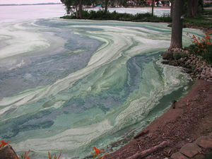 Ohio receives a federal grant to address toxic algae