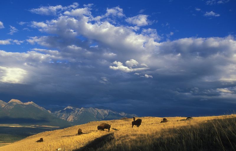 File:MT Buffalo.jpg