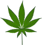 Cannabis sativa leaf.png