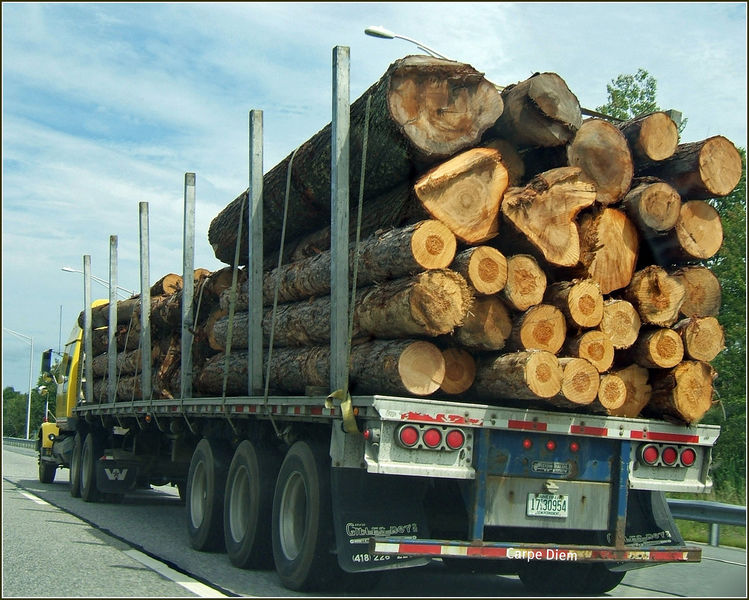 File:Maine logging.jpg