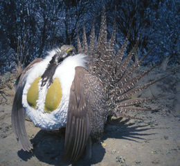 U.S. Senate committee holds oversight hearing on sage grouse plans