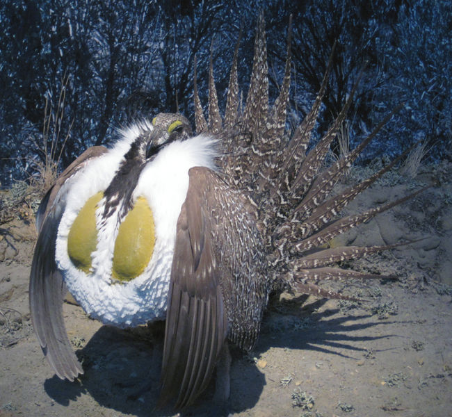 File:Greater sage grouse.jpg