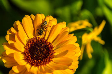 EPA issues moratorium on new pesticides linked to declining bee populations