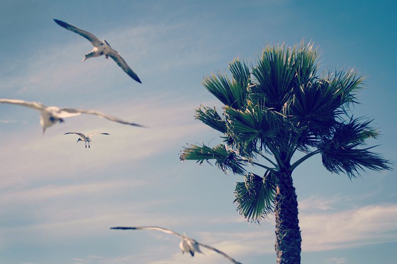File:Palm tree and birds.jpeg