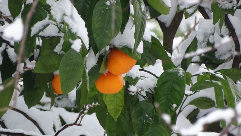 File:GA fruit tangerines snow winter.jpg