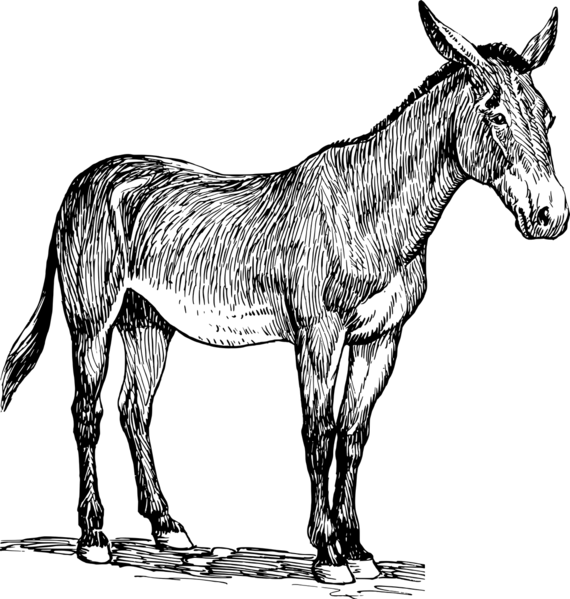 File:Donkey.png