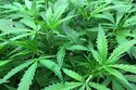 MarijuanaPlantVerbatim.JPG