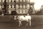 Pauline Wayne Taft.png