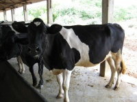 Dairy Cow.jpg