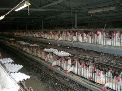 Battery cage.JPG