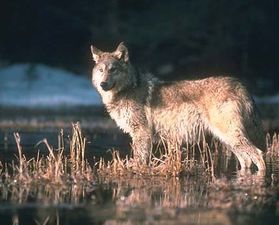 Great Lakes wolves receive endangered species protections