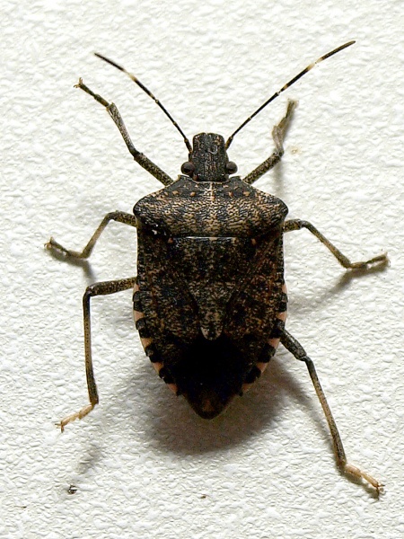 File:Stink bug.jpg