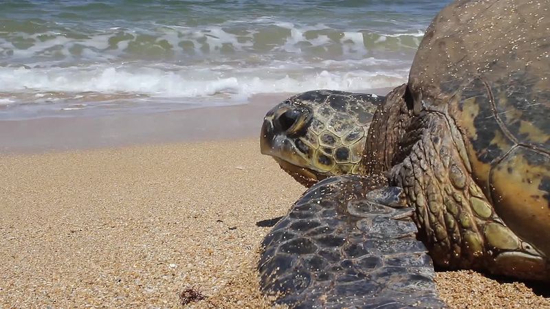 File:HI turtle beach ocean.jpg