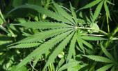 Marijuana-plant.png