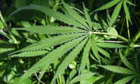 Marijuana-plant.png