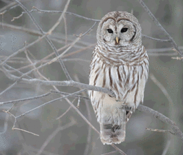 Barrel owls threaten spotted owls