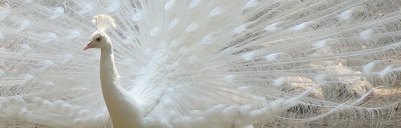 File:DisabilityPartyPeacock.jpg