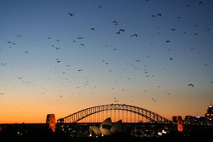 Imperiled bats receive federal protection for widespread disease
